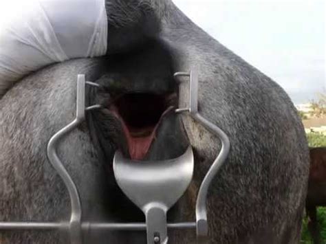 cumming inside horse|File:Penis ejaculates inside a vagina.webm